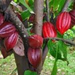 cocoa