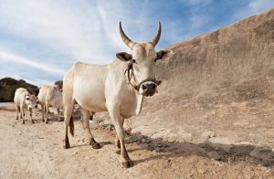 cow
