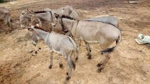 donkey