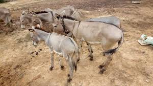 donkey