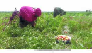 farm copy