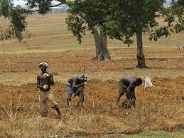 farmers in Kad