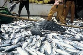 fish