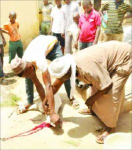 killed sheep