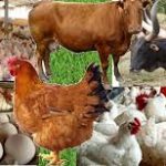 livestock