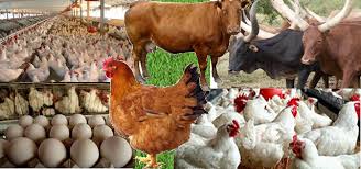 livestock