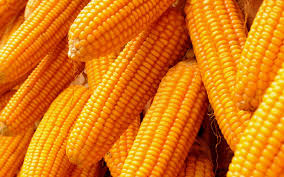 maize