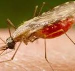 malaria