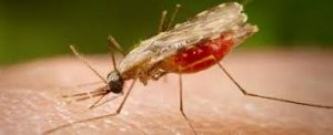 malaria