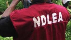 ndlea