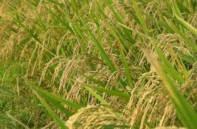 rice