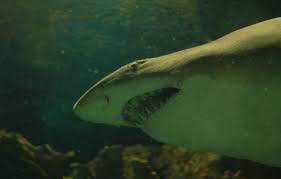 shark