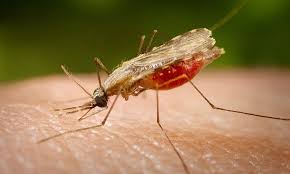 malaria