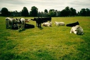 cows1