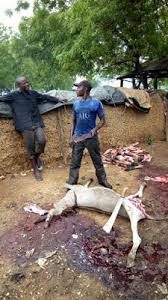 donkey killed
