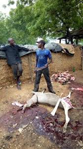 donkey killed