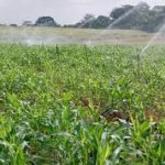farmers katsina