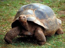tortoise