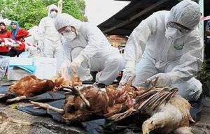 bird flu