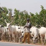 cattle