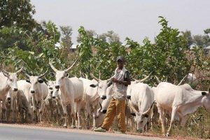 cattle
