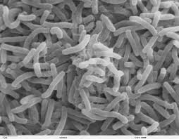 cholera