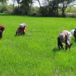 farming