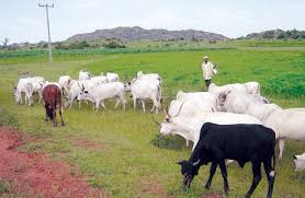grazing