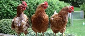 hen