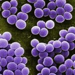 staphylococcus_child