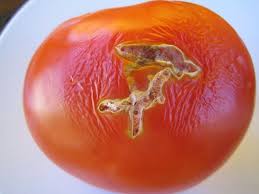 tomatoes ebola