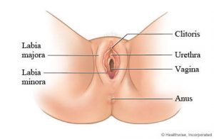 vagina