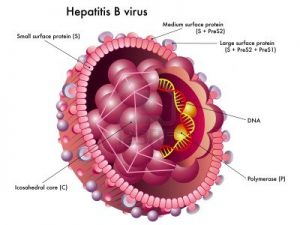 Hepatitis B virus