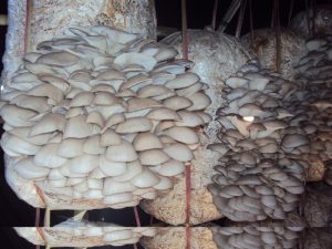 Mushroom Pix