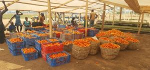 Pic+#2+-+Tomatoes