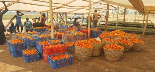 Pic+#2+-+Tomatoes
