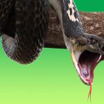52720934 – king cobra snake on tree branch, isolated on green background