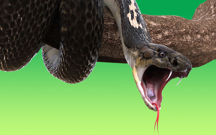 52720934 – king cobra snake on tree branch, isolated on green background