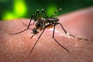 FLA MODIFIED MOSQUITOES 2
