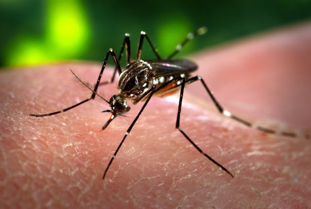 FLA MODIFIED MOSQUITOES 2