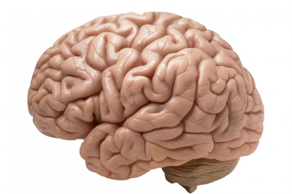 brain_