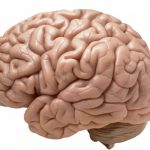 brain_