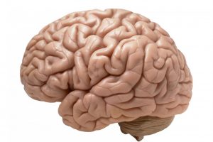 brain_
