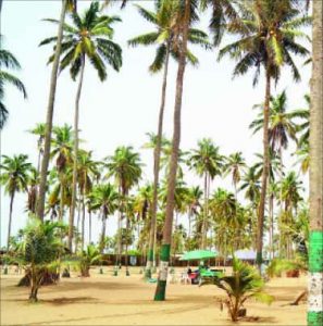 coconut