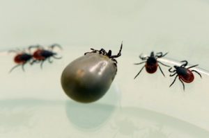 disease