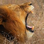 An African Safari
