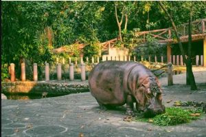 hippo
