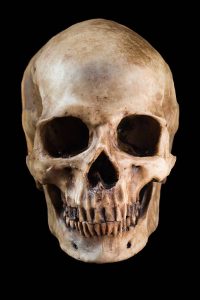 human skull
