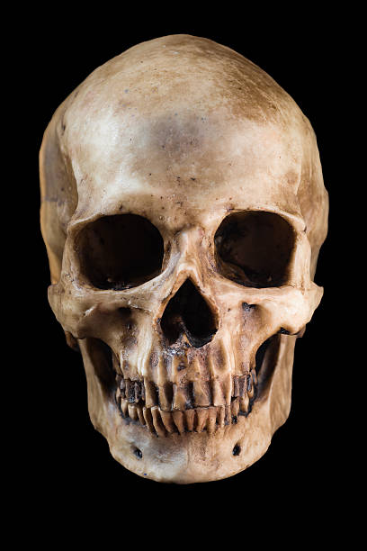 human skull