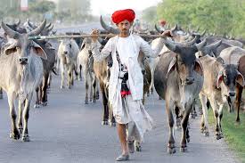 india cattle